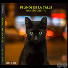 FELINOS DE LA CALLE - Fotografías de MARTÍN CRESPO - Año 2019